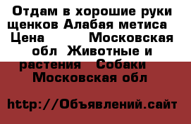 Отдам в хорошие руки щенков Алабая метиса › Цена ­ 100 - Московская обл. Животные и растения » Собаки   . Московская обл.